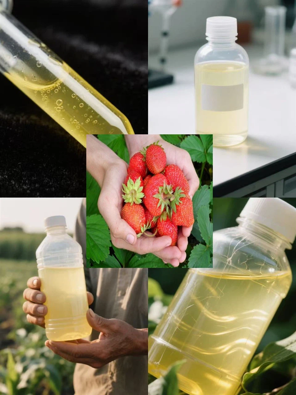 Herbicide Phenmedipham- 16% EC CAS13684-63-4 For Use in Beets And Strawberries price