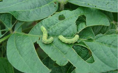 Control pests